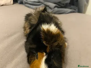 Guinea Pig rodents Guinea pigs - Advert 6