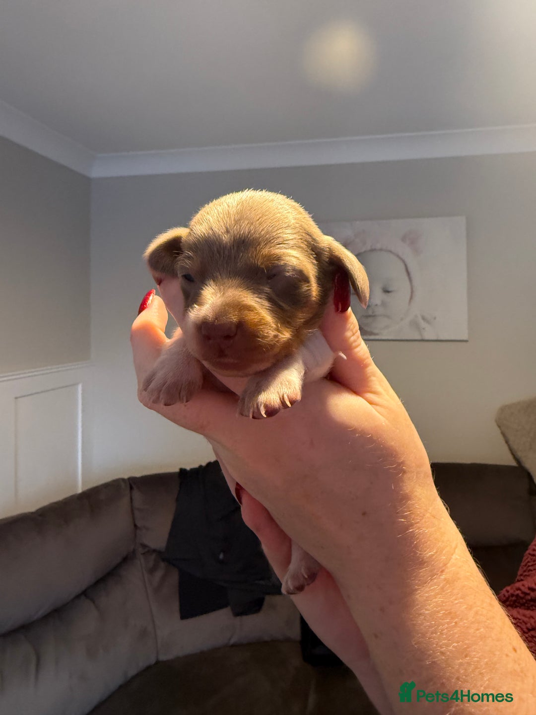 Miniature Dachshund dogs for sale: Miniature Dachshund puppies  - Advert 4