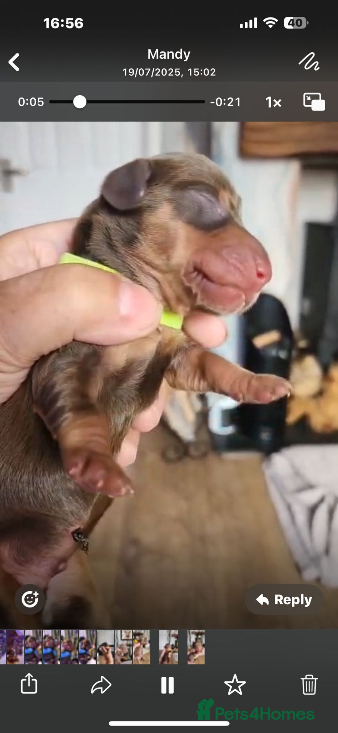 Miniature Dachshund dogs for sale: Chocolate and Tan mini dachshund  - Image 17