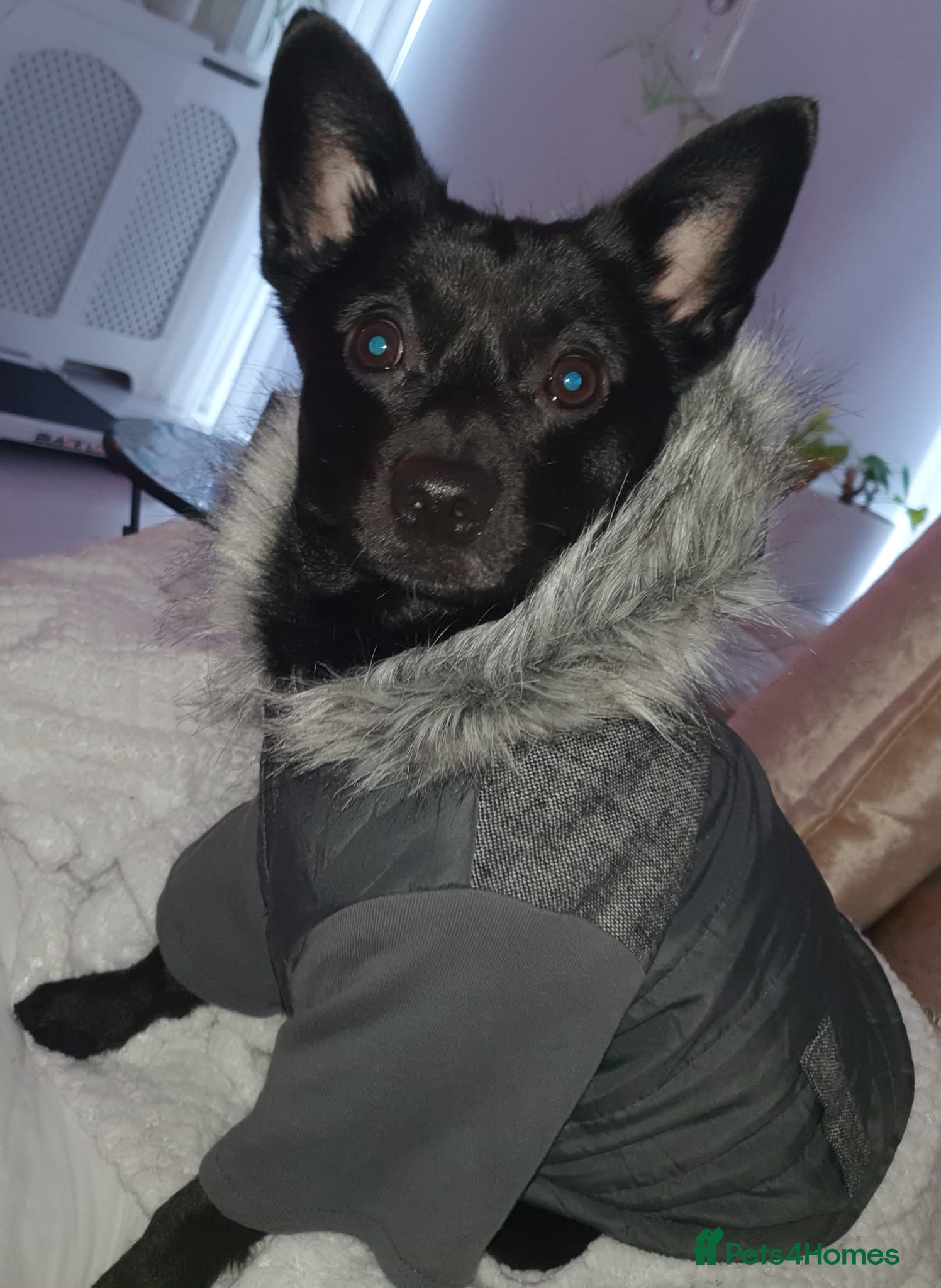 Mixed Breed dogs  **   - Advert 1