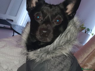 Mixed Breed dogs ** - Advert 1