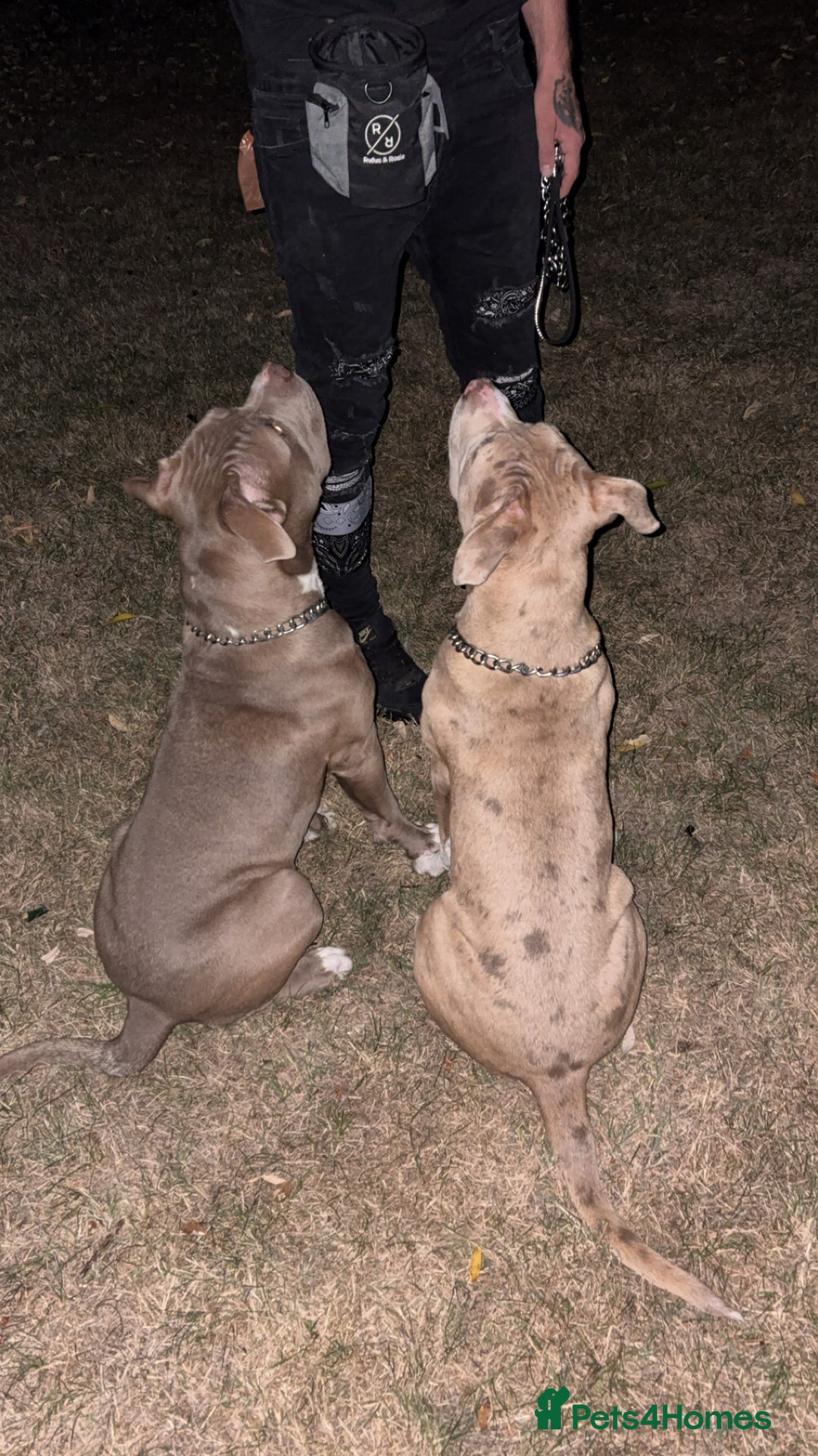 Mixed Breed dogs for sale: Brother and sister - Image 2