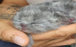 Persian cats for sale: Beautiful grey persian kittens - Image 10