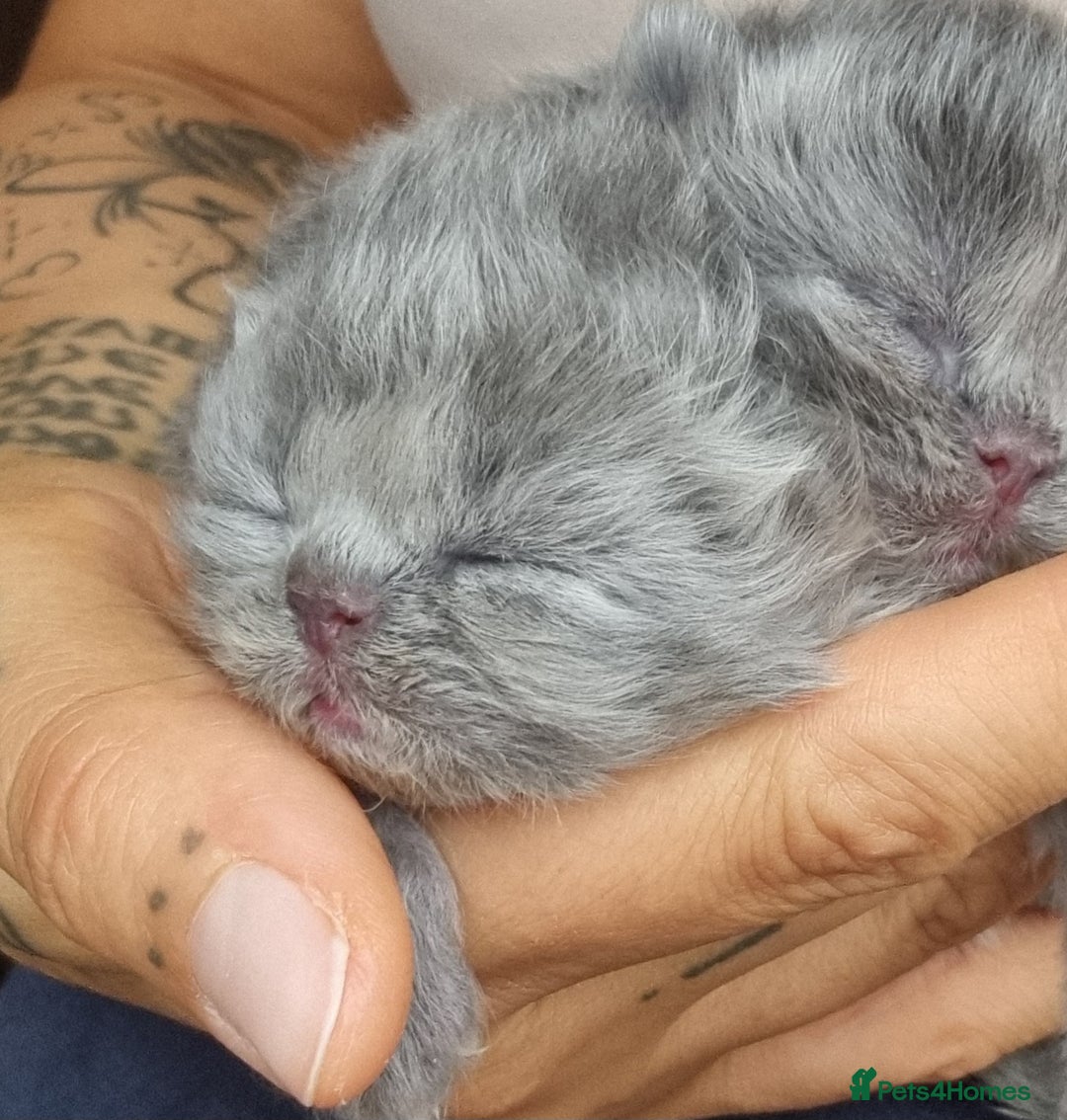 Persian cats for sale: Beautiful grey persian kittens - Image 10