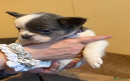 French Bulldog dogs for sale: Kc reg Fluffy Frenchies Ready Now  - Image 17