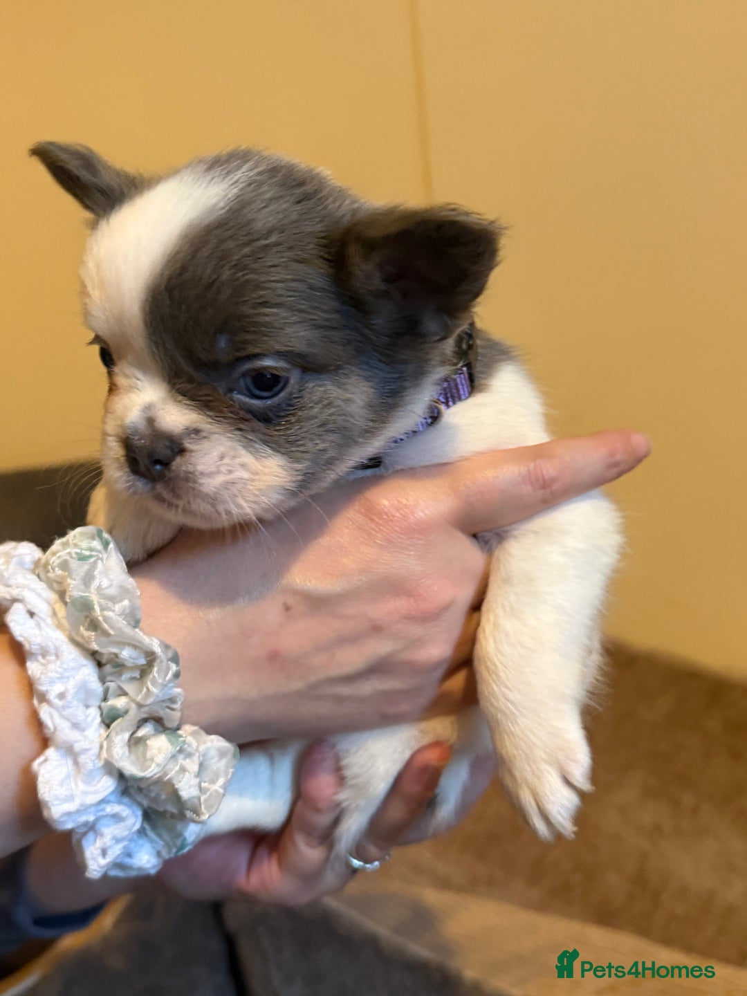French Bulldog dogs for sale: Kc reg Fluffy Frenchies Ready Now  - Image 17