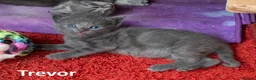 Mixed Breed cats for sale: 2 Affectionate British Shorthair Cross Kittens - Advert 6