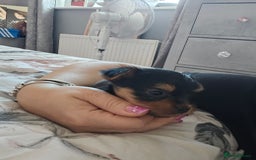 Yorkshire Terrier dogs for sale: Yorkshire terrier (miniature)READY NOW - Image 27