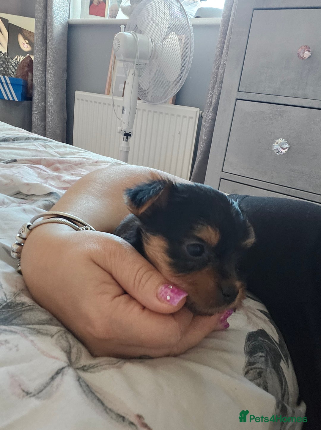 Yorkshire Terrier dogs for sale: Yorkshire terrier (miniature)READY NOW - Image 27