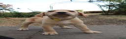 Labrador Retriever dogs for sale: Fox Red KC Labrador Puppies - Advert 4