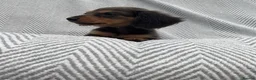 Miniature Dachshund dogs for sale: Mini dachshunds  - Advert 6