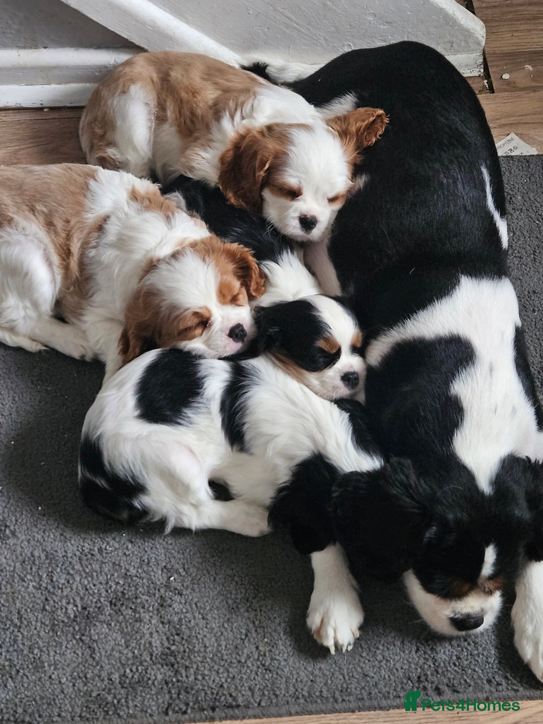 Cavalier King Charles Spaniel dogs for sale: 4 gorgeous puppies - Image 1