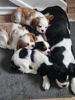 Cavalier King Charles Spaniel dogs 4 gorgeous puppies - Advert 5