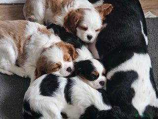Cavalier King Charles Spaniel dogs for sale - Advert 1