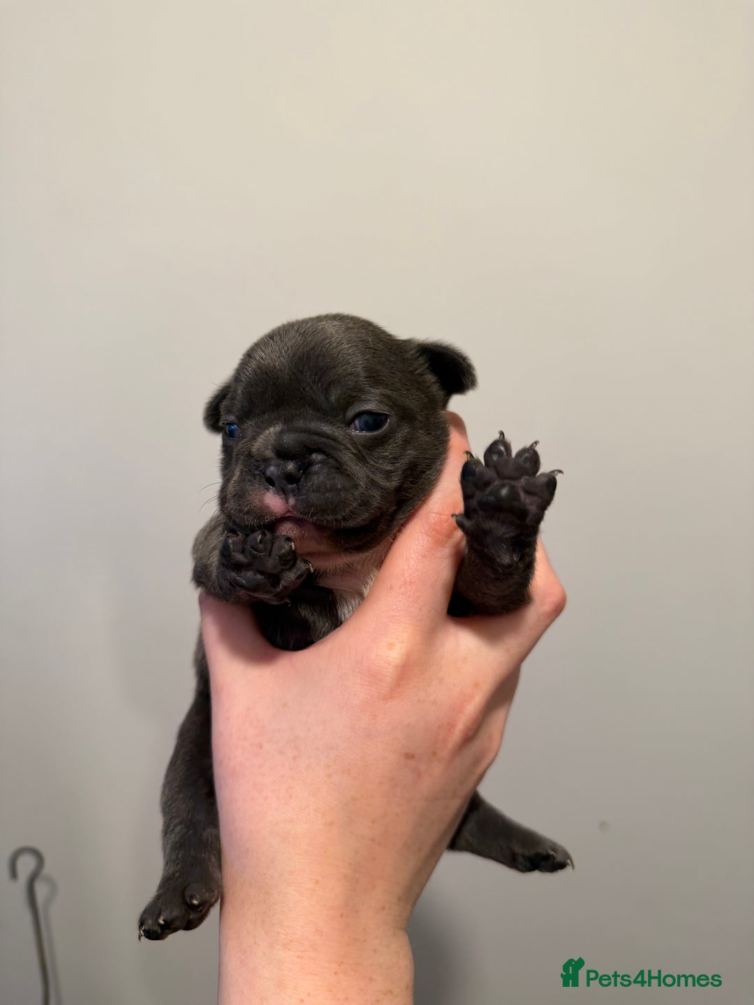 French Bulldog dogs for sale: French bulldog puppies - Advert 5