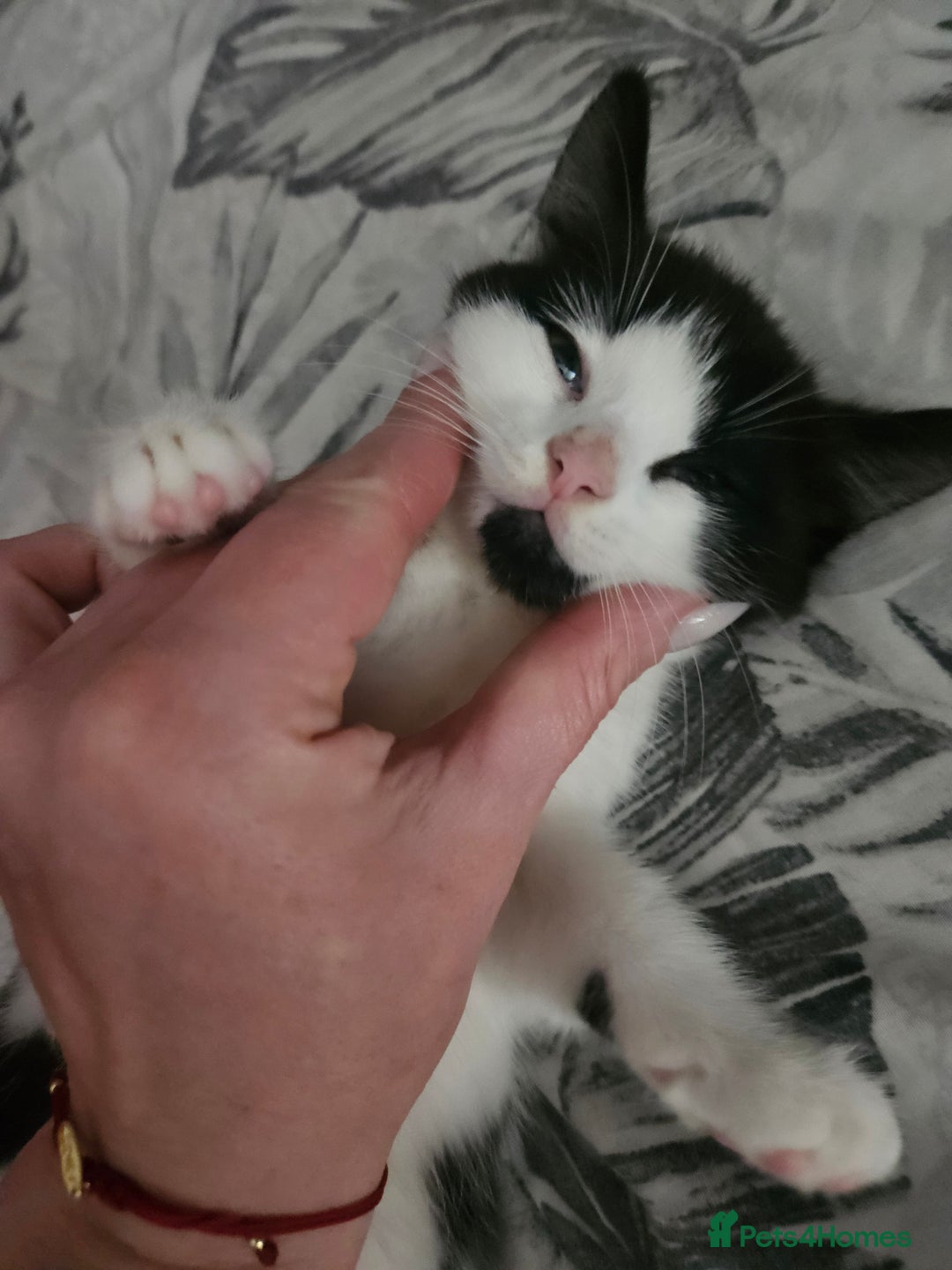 Mixed Breed cats for sale: Distinguish gentleman looking for forever home  - Advert 8