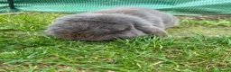Mini Lop rabbits for sale: 💙 blue mini lop male 💙 - Advert 3