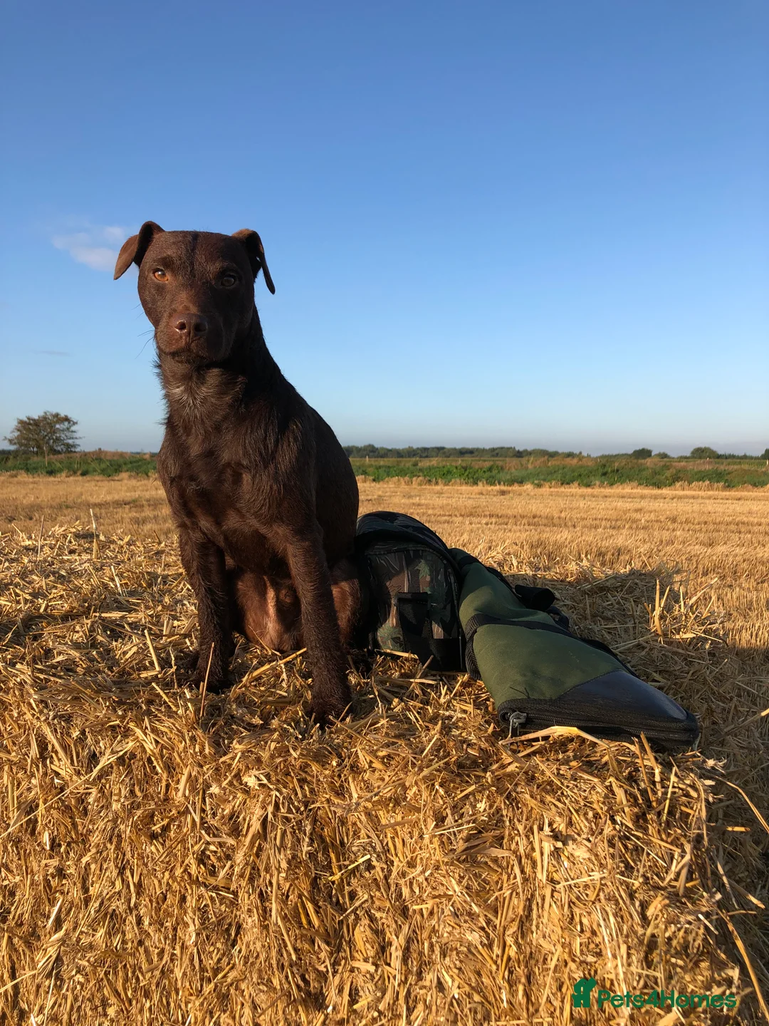 Patterdale Terrier dogs for stud: Patterdale terrier for stud in Doncaster - Advert 4