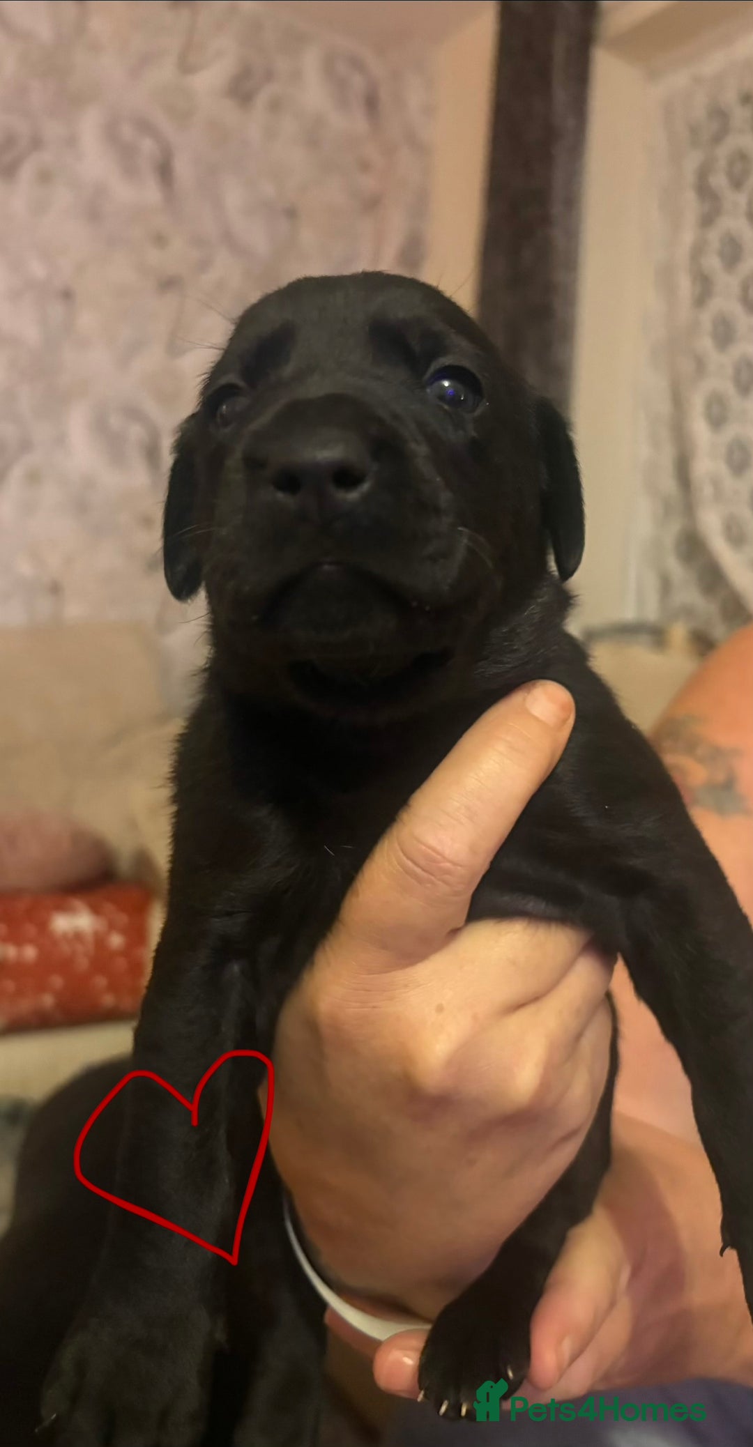 Mixed Breed dogs for sale: Beautiful Labrador x staffy puppies - Advert 4