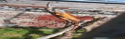 Iguana reptiles for sale: Male Tame Iguana - Advert 1