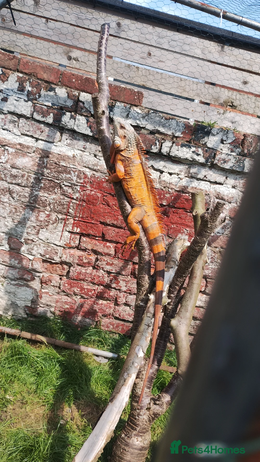 Iguana reptiles for sale: Male Tame Iguana - Advert 1