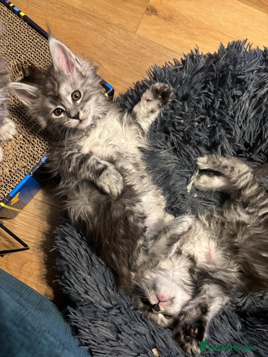 Maine Coon cats for sale: Pedigree registered Maine Coon - Advert 8