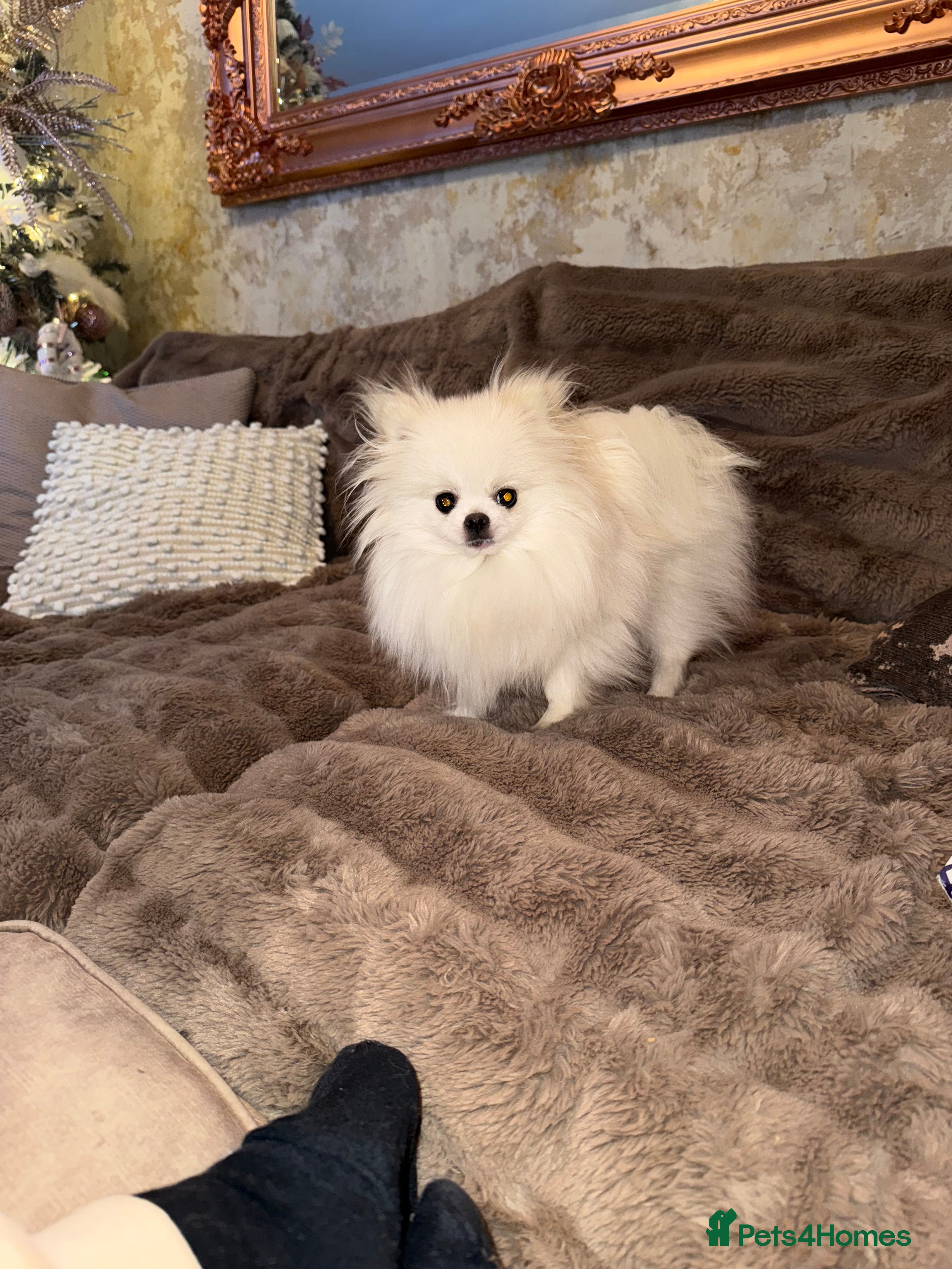 Pomeranian dogs 1 year old female Pomeranian  - Advert 4
