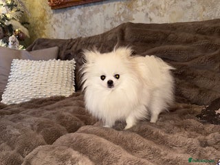 Pomeranian dogs 1 year old female Pomeranian - Advert 8