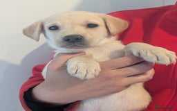 Labrador Retriever dogs for sale: KC Reg many Champion lines Drakeshead in pedigree  - Image 18