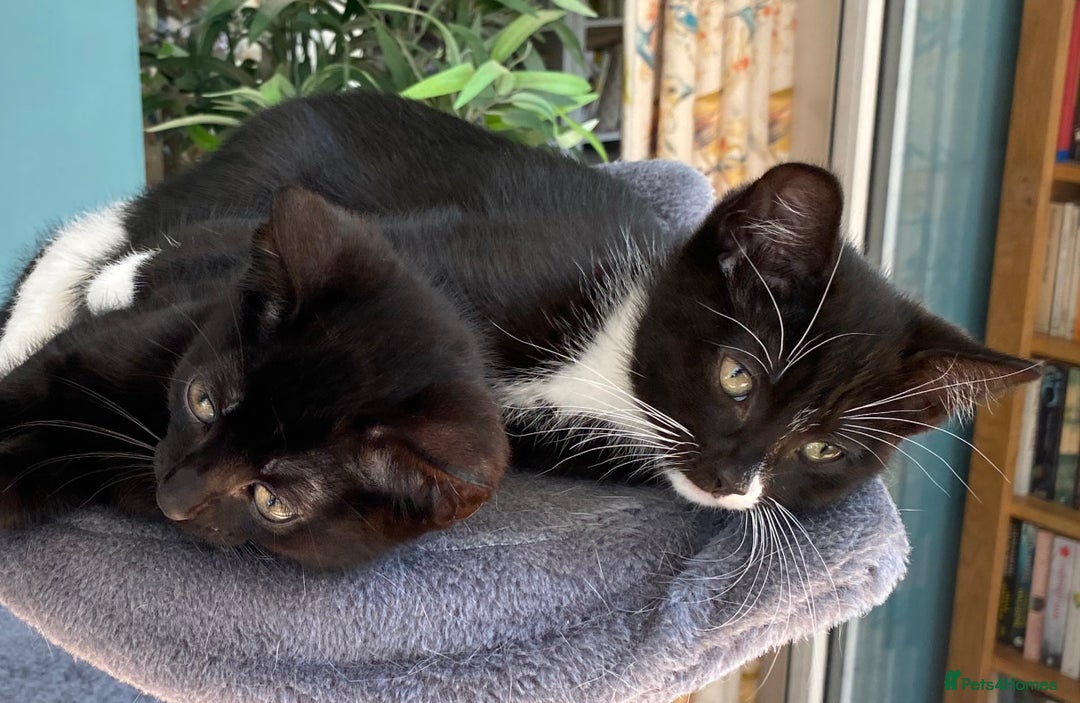 Mixed Breed cats for sale: female black white kitten for sale - Image 2