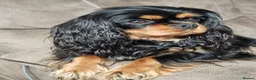Cavalier King Charles Spaniel dogs for sale: Puppies  - Advert 2