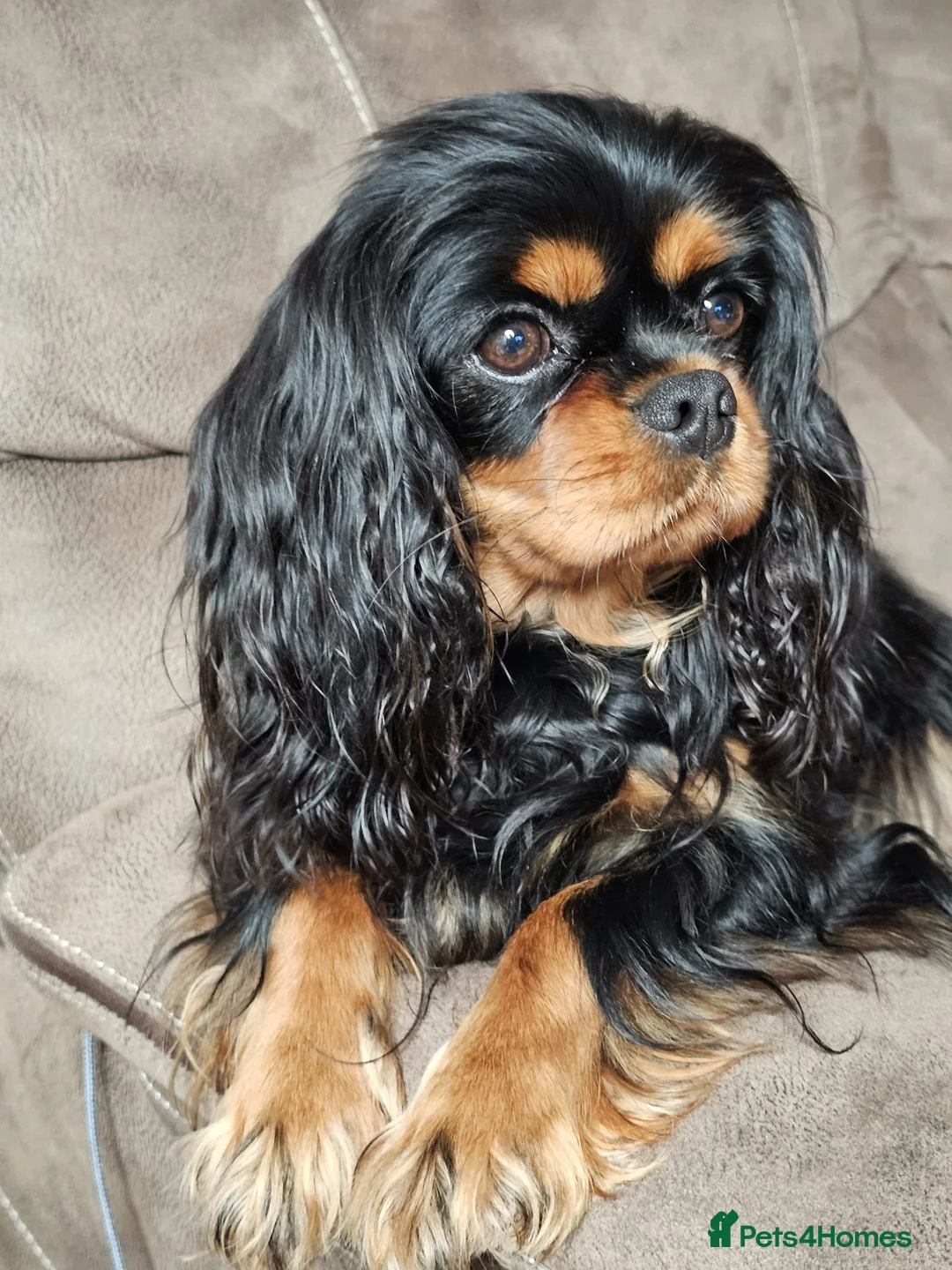 Cavalier King Charles Spaniel dogs for sale: Puppies  - Advert 2