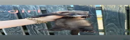 Ferret rodents for sale: Ferret kits - Advert 8