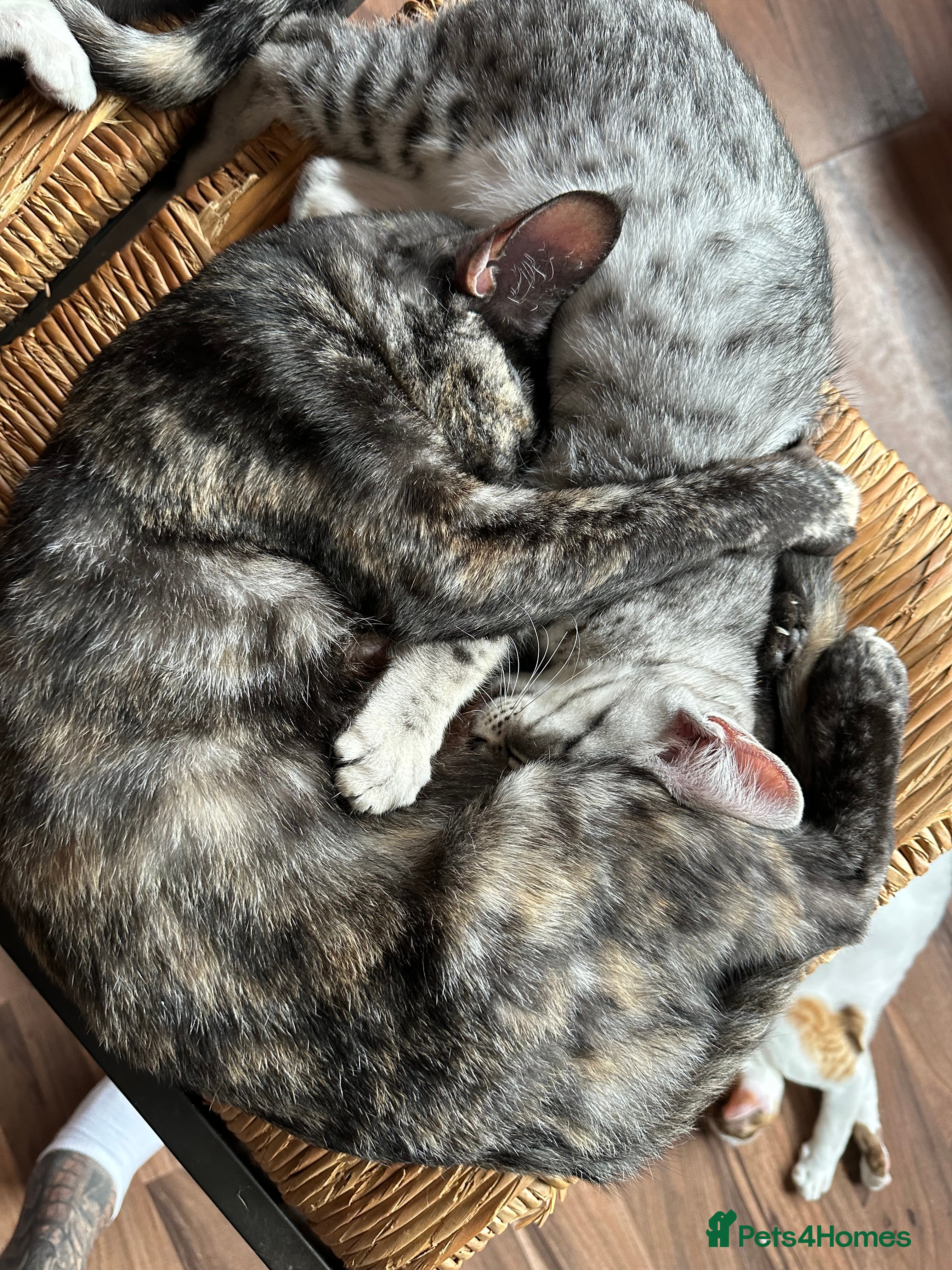 Mixed Breed cats for sale: Amazing Crossed Bengals Available  - Advert 2