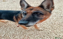Mixed Breed dogs for adoption: 8 years in chains 😭 🚨 urgent in Hengoed - Image 6