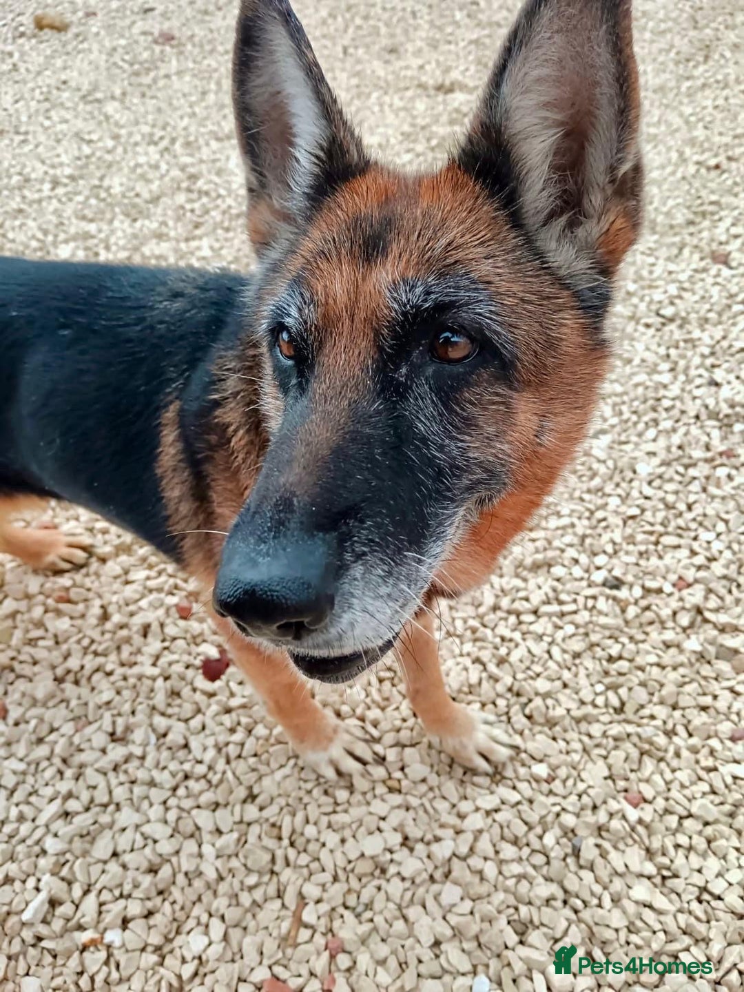 Mixed Breed dogs for adoption: 8 years in chains 😭 🚨 urgent in Hengoed - Image 6