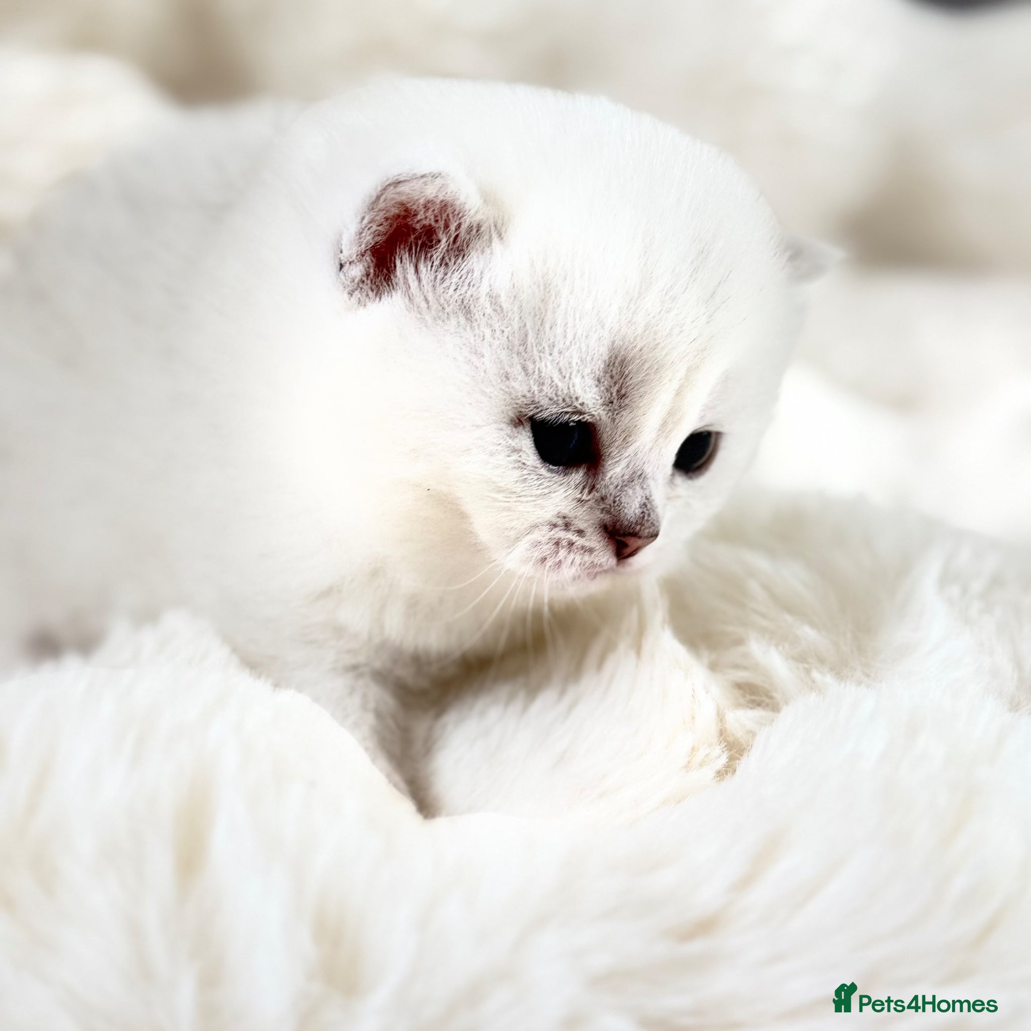 British Shorthair cats British Shorthair Chinchilla (Silver Shaded) - Advert 1