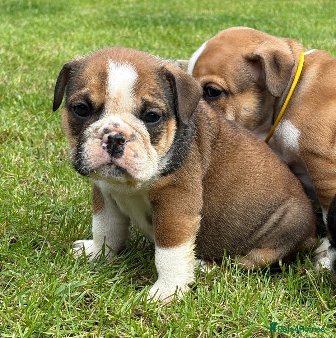 English Bulldog dogs for sale: English bulldog puppies  - Image 16