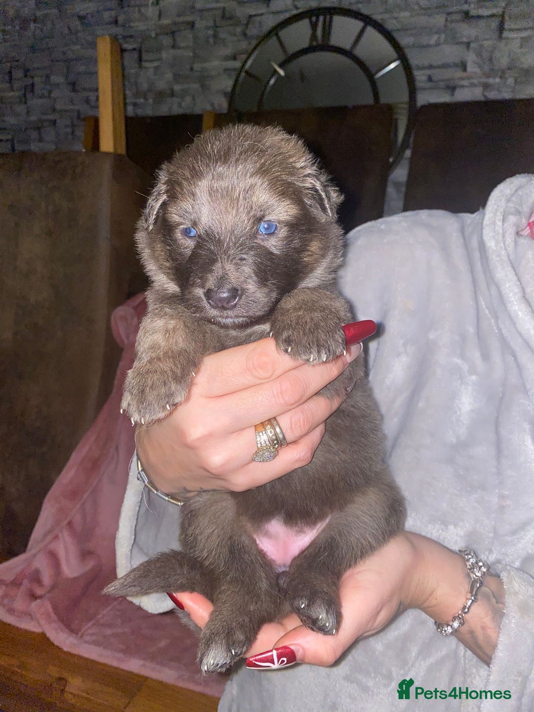 German Shepherd dogs for sale: Blue eyed long hair, blue German shepherds - Advert 7