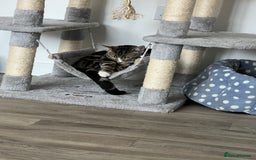 British Shorthair cats for sale: Male cat for sale - Image 5