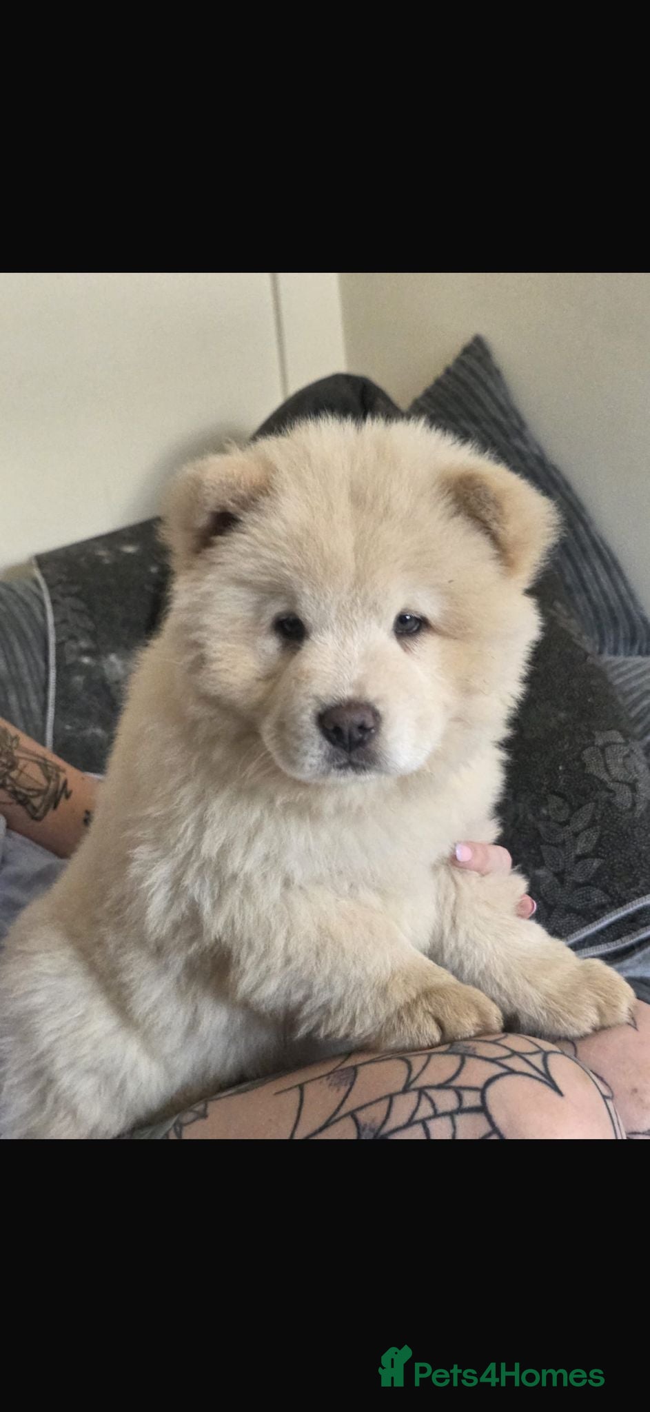 Chow Chow dogs 🐾Tiny trouble makers, ready to rule your home🐻 - Advert 12