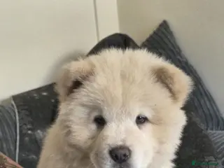 Chow Chow dogs 🐾4 trouble makers left, ready to rule your home🐻 - Advert 1