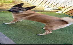 Belgian Shepherd Dog dogs for sale: Raven  - Image 5