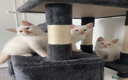 Siamese cats for sale: Siamese x ragdoll kittens  - Image 7
