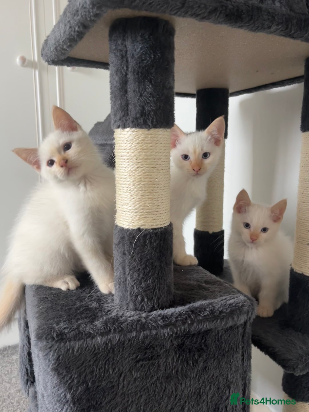 Siamese cats for sale: Siamese x ragdoll kittens  - Image 7