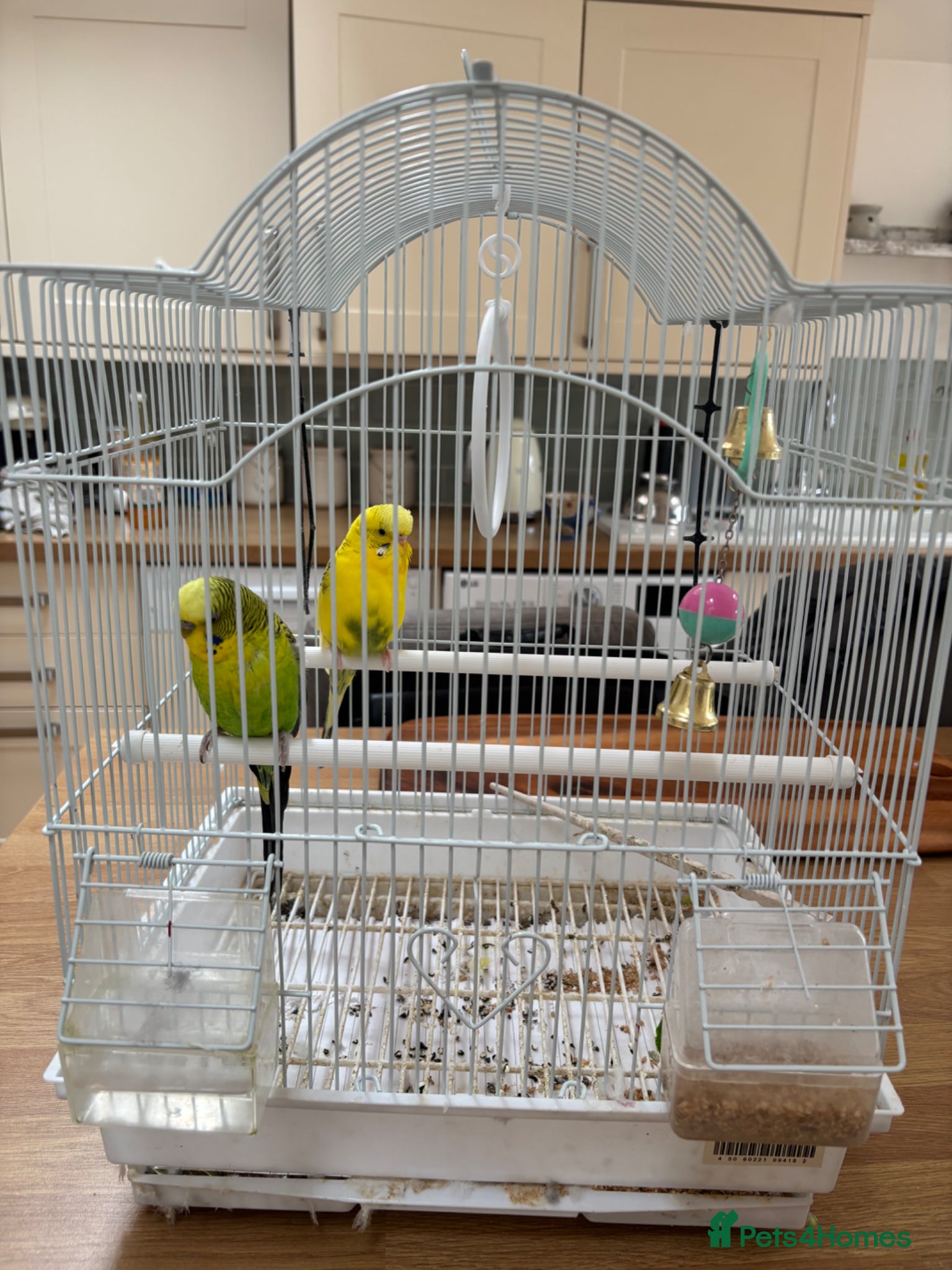Budgerigars birds Black Wing Male & Yellow Female and Cage Included - Advert 2