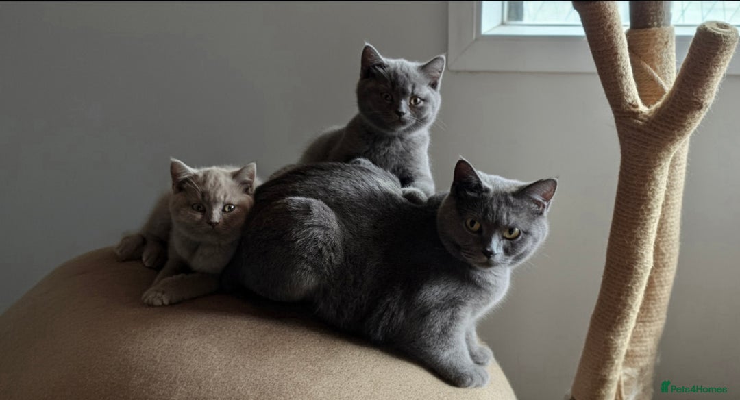 British Shorthair cats for sale: Cute British Shorthair Kittens - Image 8