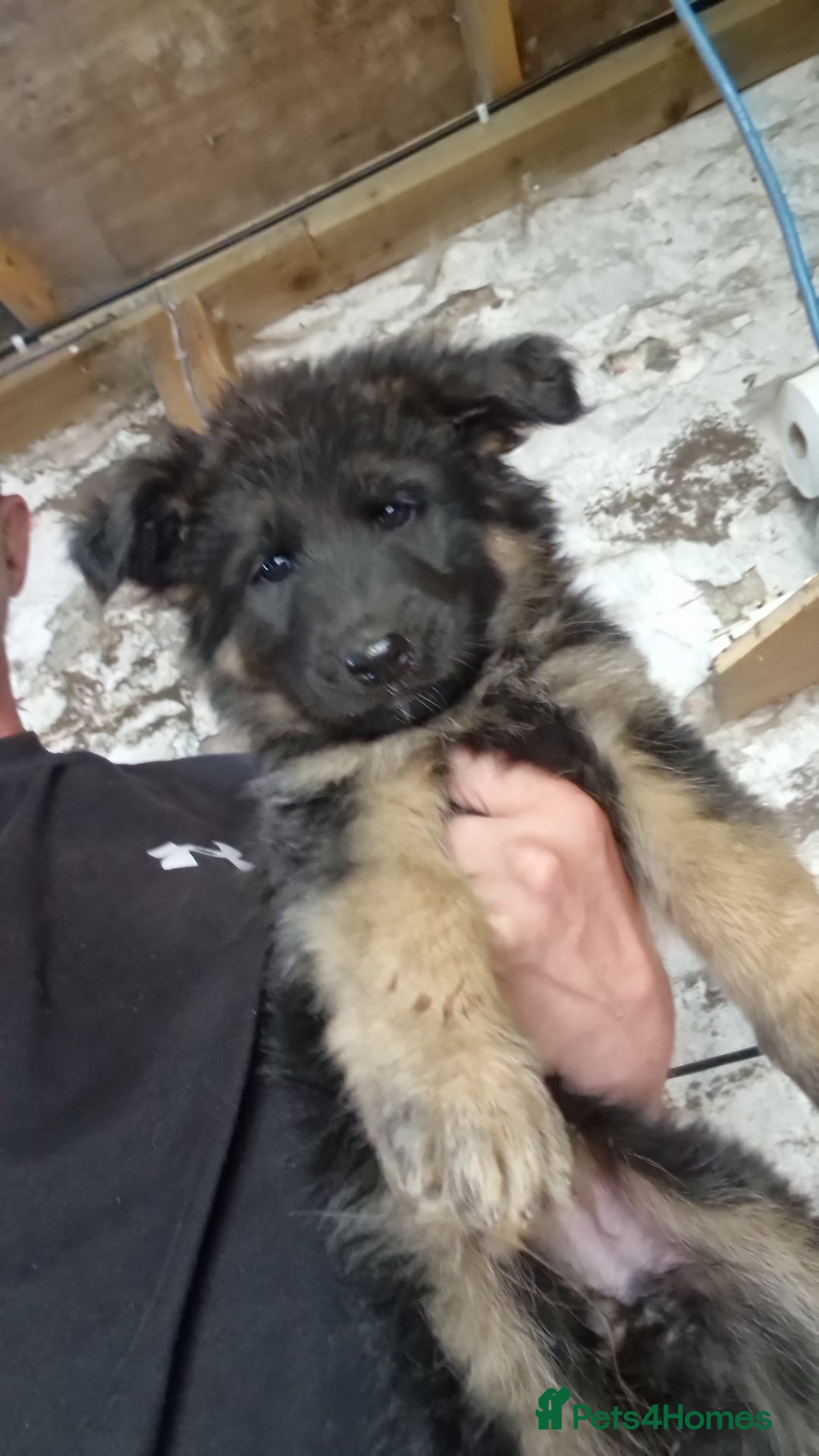 German Shepherd dogs for sale: German Shepherd pups  - Image 11