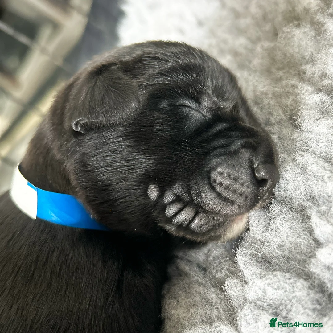 Borador dogs for sale: Borador Puppies - Fully Health Tested - Advert 4