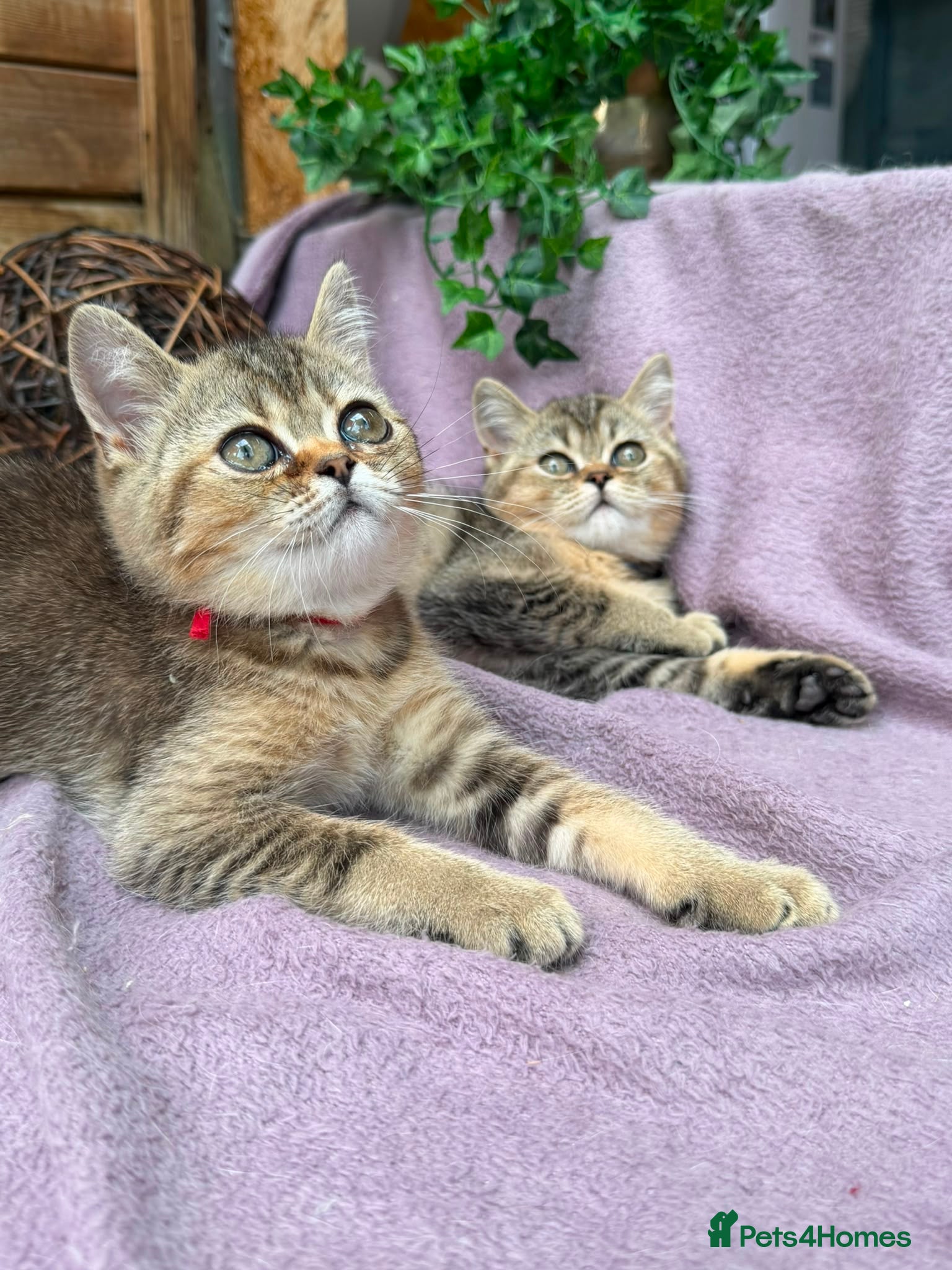British Shorthair cats British Shorthair TICA stunning kittens - Advert 2